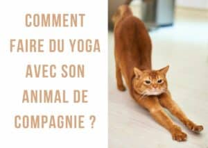 Cet article traite de comment faire du yoga avec son animal de compagnie, une pratique aux nombreux bienfaits que l'on appelle également "pet yoga" ! Le yoga a de nombreux bienfaits pour la santé, il permet de se détendre et de se rapprocher de la méditation tout en faisant travailler ses muscles profonds.  Depuis quelque temps, les animaux se mettent eux aussi à intégrer les salles de yoga ou à se faire une place sur votre tapis.  Le "pet yoga" est une nouvelle tendance venue des Etats Unis qui permet de faire du yoga avec son compagnon à poils. Découvrez dans cet article comment partager ce moment avec votre animal !