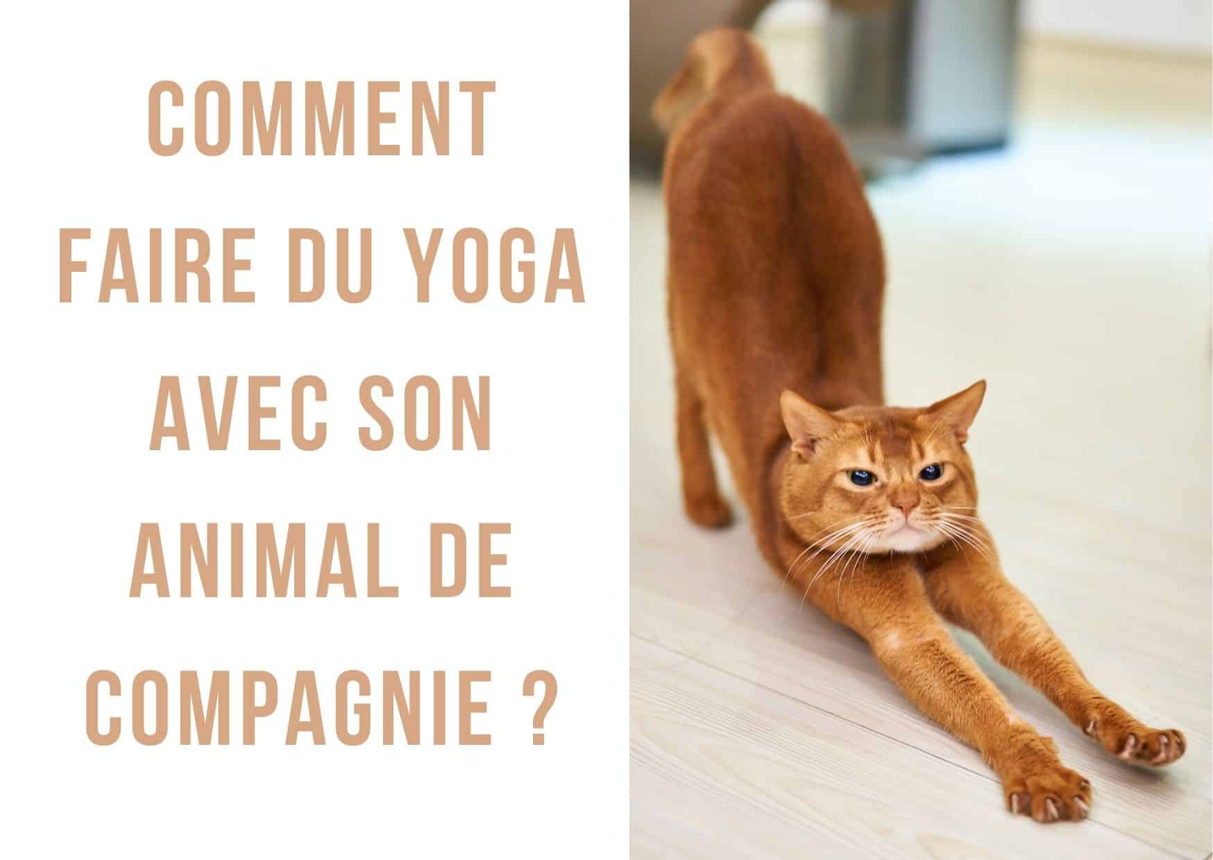 Cet article traite de comment faire du yoga avec son animal de compagnie, une pratique aux nombreux bienfaits que l'on appelle également "pet yoga" ! Le yoga a de nombreux bienfaits pour la santé, il permet de se détendre et de se rapprocher de la méditation tout en faisant travailler ses muscles profonds.  Depuis quelque temps, les animaux se mettent eux aussi à intégrer les salles de yoga ou à se faire une place sur votre tapis.  Le "pet yoga" est une nouvelle tendance venue des Etats Unis qui permet de faire du yoga avec son compagnon à poils. Découvrez dans cet article comment partager ce moment avec votre animal !